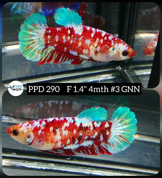 H Live Betta Fish Female Plakat Stardust Koi (PPD-290)