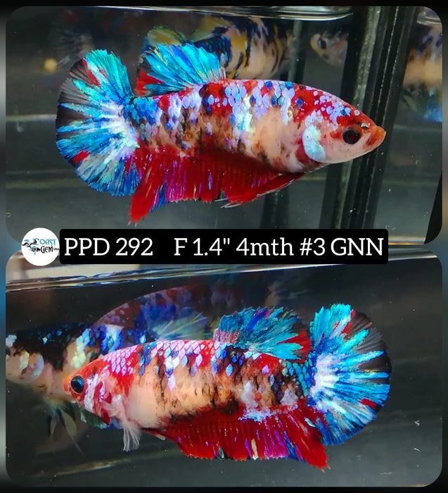 H Live Betta Fish Female Plakat Candy Galaxy Koi (PPD-292)