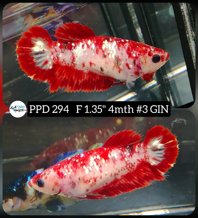 H Live Betta Fish Female Plakat Red Galaxy Koi (PPD-294)