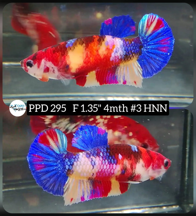 H Live Betta Fish Female Plakat Candy Koi (PPD-295)