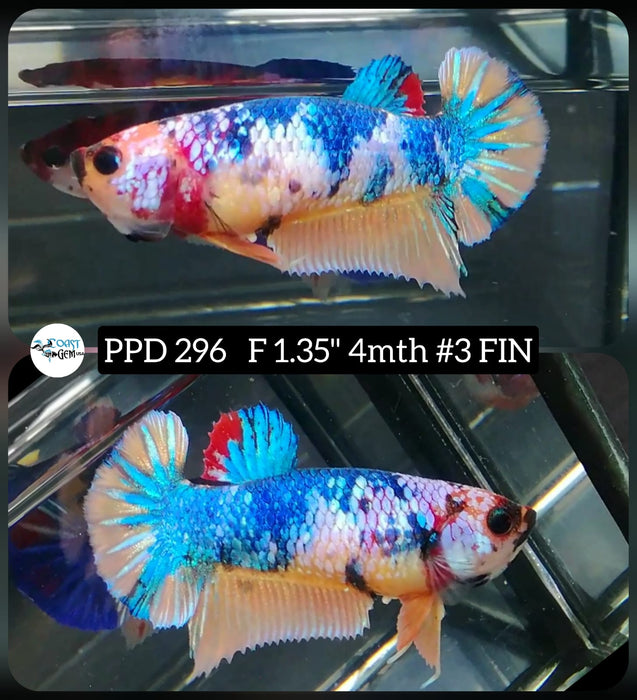 X Live Betta Fish Female Plakat Candy Koi (PPD-296)