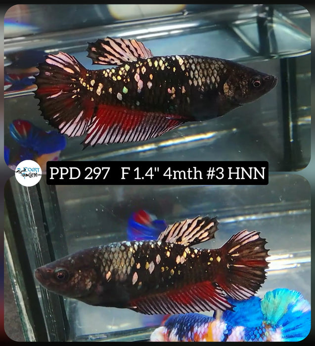 H Live Betta Fish Female Plakat Copper Red Devil (PPD-297)