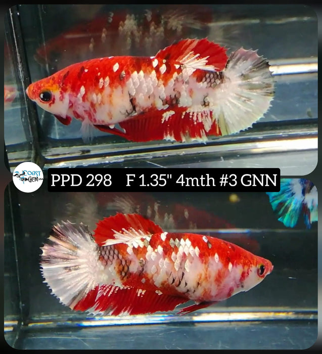 Live Betta Fish Female Plakat Red Koi (PPD-298)