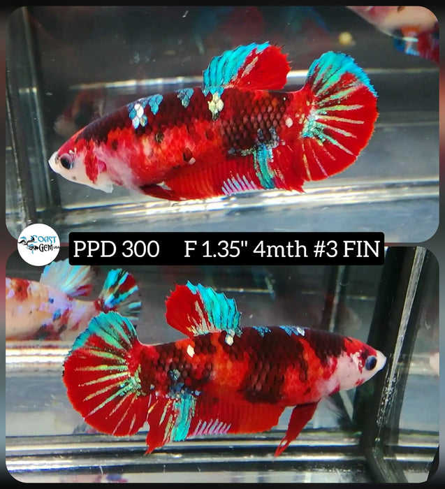 H Live Betta Fish Female Plakat Red Koi (PPD-300)