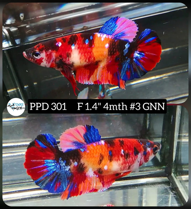 H Live Betta Fish Female Plakat Candy Nemo (PPD-301)