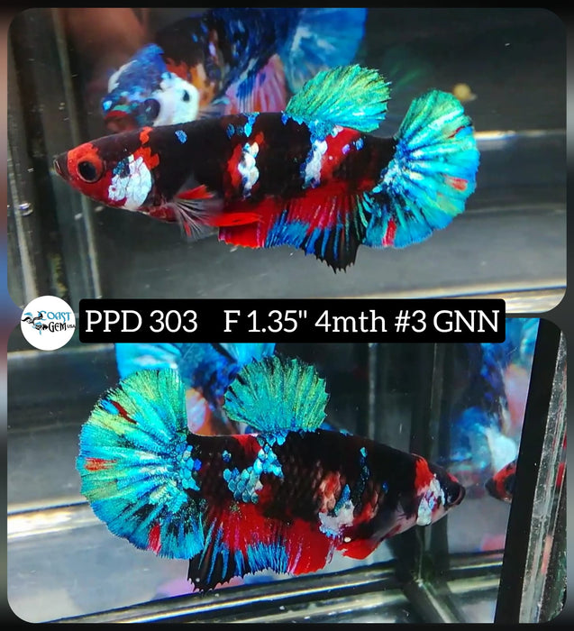 H Live Betta Fish Female Plakat Black Koi (PPD-303)