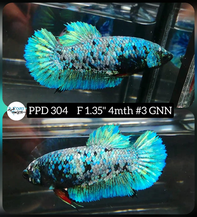 H Live Betta Fish Female Plakat Teal Black Dragon (PPD-304)