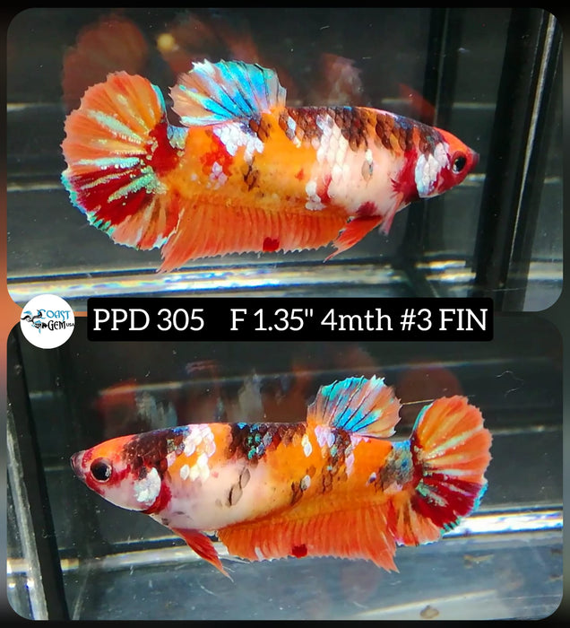 H Live Betta Fish Female Plakat Nemo Koi (PPD-305)