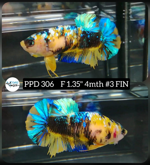 Live Betta Fish Female Plakat Yellow Koi (PPD-306)