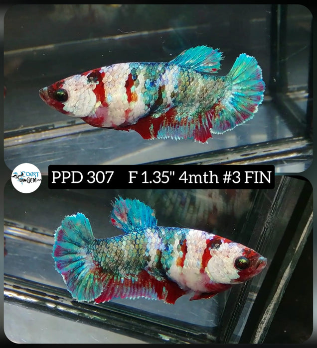 H Live Betta Fish Female Plakat Fancy Koi (PPD-307)