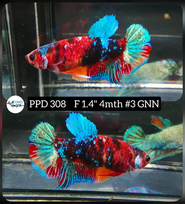 Live Betta Fish Female Plakat Red Koi (PPD-308)