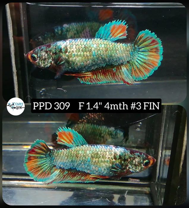 H Live Betta Fish Female Plakat Fancy Copper Rainbow (PPD-309)