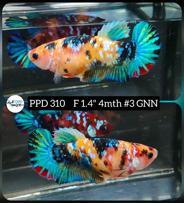 Live Betta Fish Female Plakat Galaxy Nemo (PPD-310)