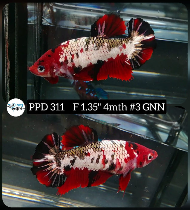 Live Betta Fish Female Plakat Red Koi (PPD-311) S125