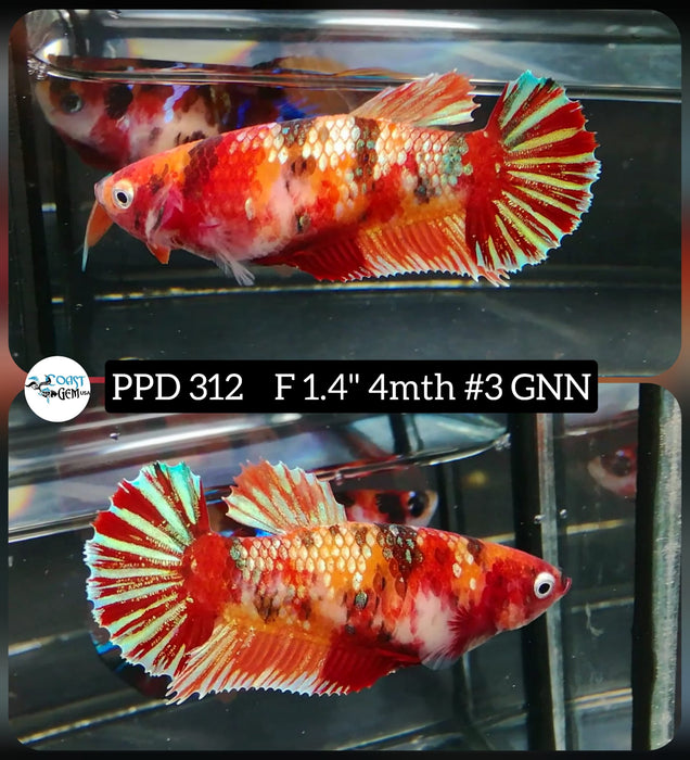 Live Betta Fish Female Plakat Galaxy Nemo (PPD-312)