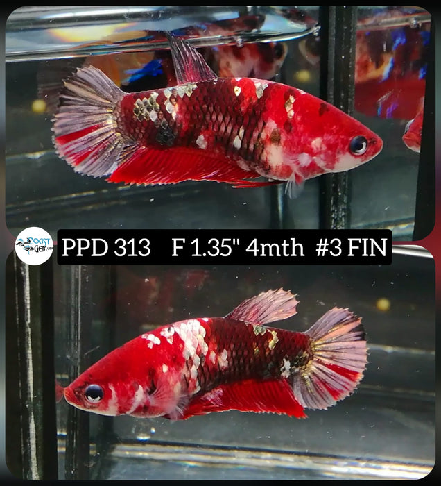 Live Betta Fish Female Plakat Red Koi (PPD-313)