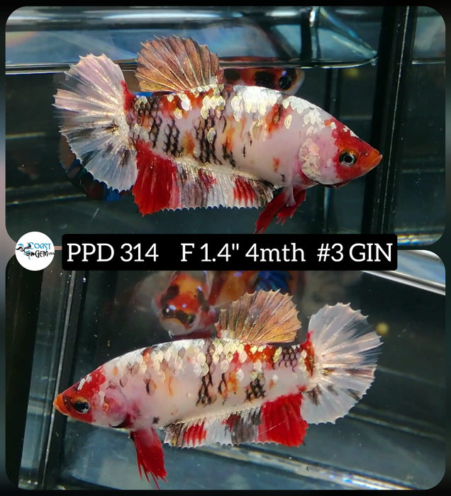 H Live Betta Fish Female Plakat Red Koi (PPD-314)