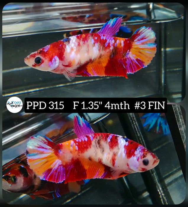 H Live Betta Fish Female Plakat Galaxy Nemo (PPD-315)