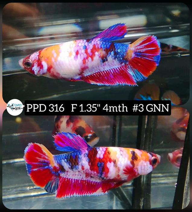 H Live Betta Fish Female Plakat Candy Nemo (PPD-316)