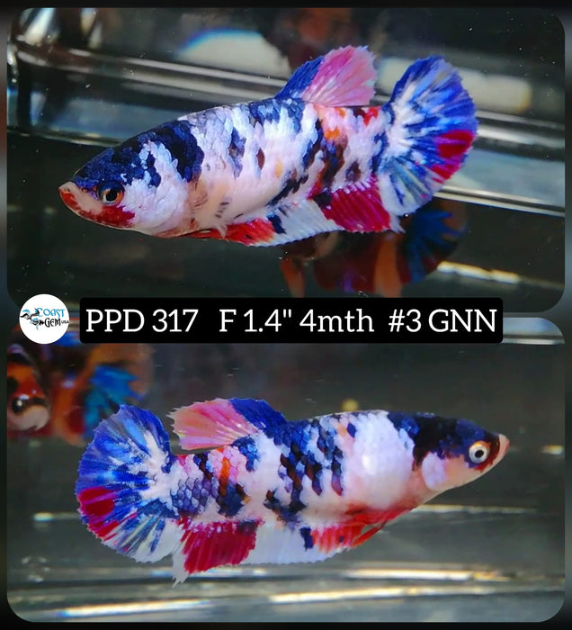 H Live Betta Fish Female Plakat Fancy Marble (PPD-317)