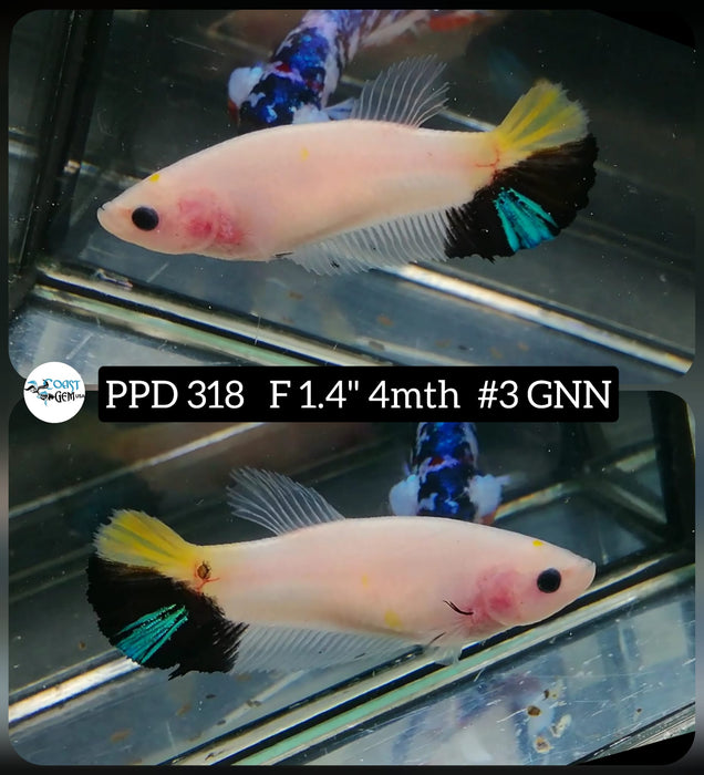 Live Betta Fish Female Plakat Opaque Koi (PPD-318)