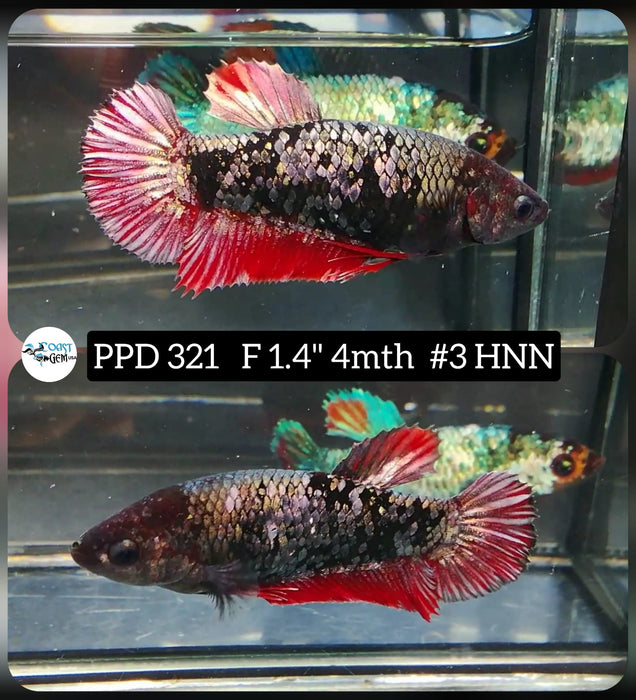 H LIVE FANCY COPPER FEMALE BETTA (PPD-321)