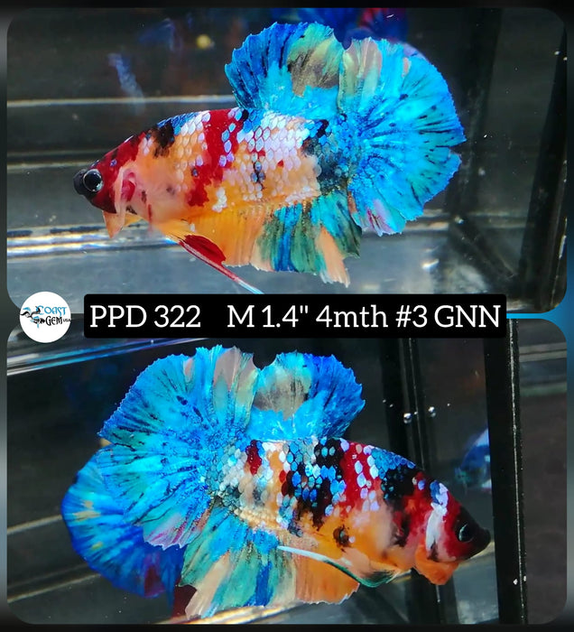 H LIVE FANCY NEMO GALAXY BETTA MALE (PPD-322)