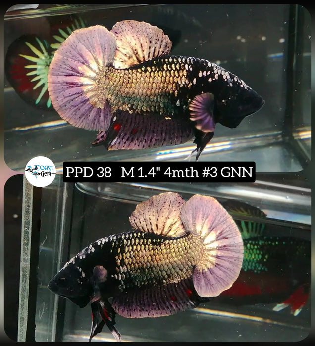 Live Freshwater Betta Males Premium Plakat Male Betta Plakat Copper DARK TONE (CBM-1069)Our Choice BUY 4 GET 1 FREE! MIX & MATCH