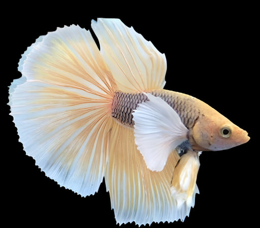 Yellow Pineapple Halfmoon Rosetail Dumbo Male Betta