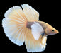 Yellow Pineapple Halfmoon Rosetail Dumbo Male Betta