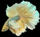 Yellow Pineapple Halfmoon Rosetail Dumbo Male Betta