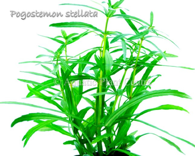 Pogostemon Stellata Octopus BUNCH