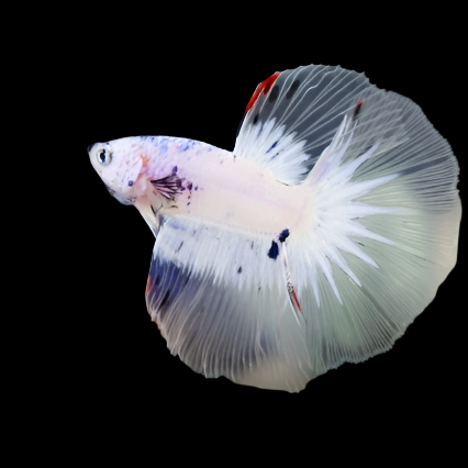 Polkadot Moo Cow Blue Marble Halfmoon Male Betta