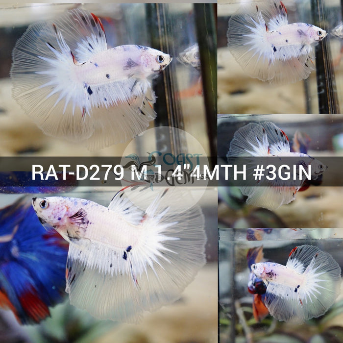 Polkadot Moo Cow Blue Marble Halfmoon Male Betta