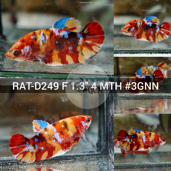 (RAT-D249) Nemo Multicolor Plakat Female Betta