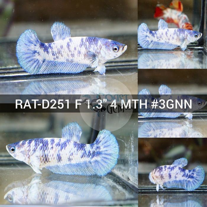 (RAT-D251) Blue Marble Polkadot Plakat Female Betta
