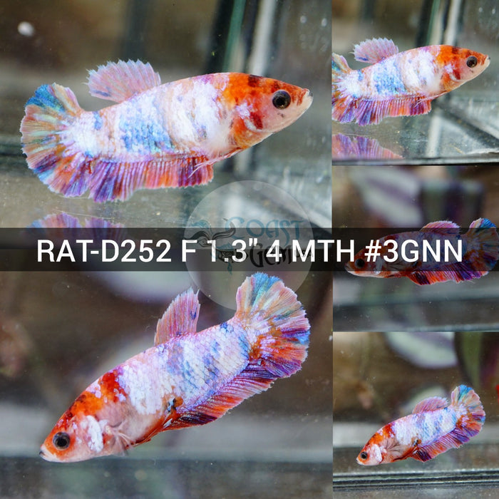 (RAT-D252) Nemo Candy Pink Plakat Female Betta