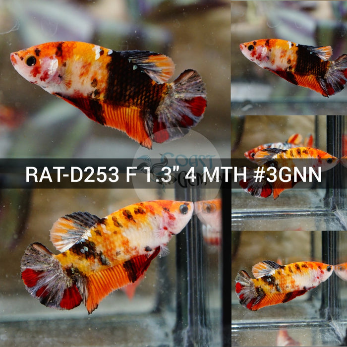 (RAT-D253) Nemo Copper Black Galaxy Plakat Female Betta