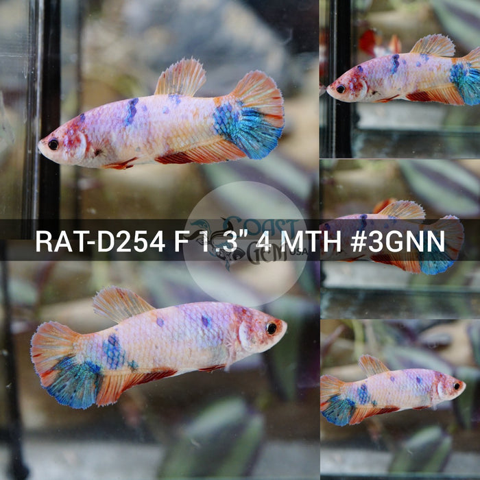 (RAT-D254) Nemo Copper Black Galaxy Plakat Female Betta
