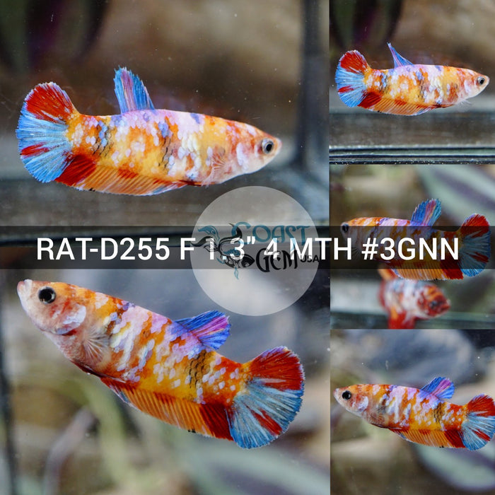 (RAT-D255) Nemo Multicolor Plakat Female Betta
