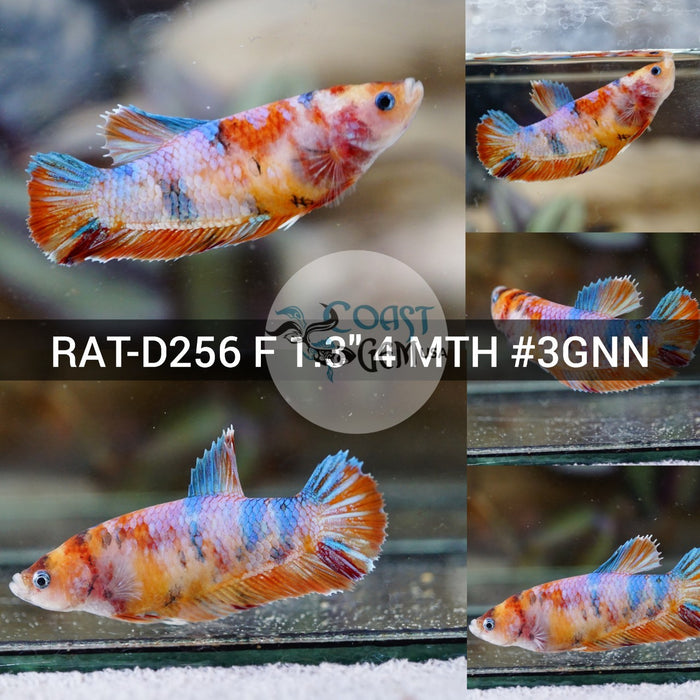 (RAT-D256) Nemo Multicolor Plakat Female Betta