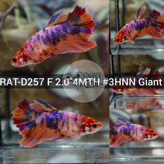 (RAT-D257) Nemo Candy Pink Halfmoon Giant Female Betta