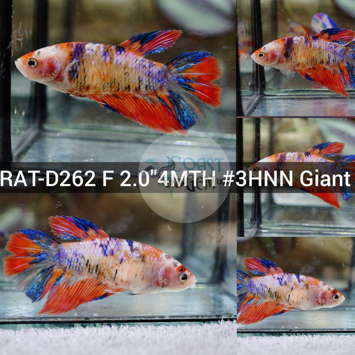 (RAT-D262) Nemo Candy Pink Halfmoon Giant Female Betta
