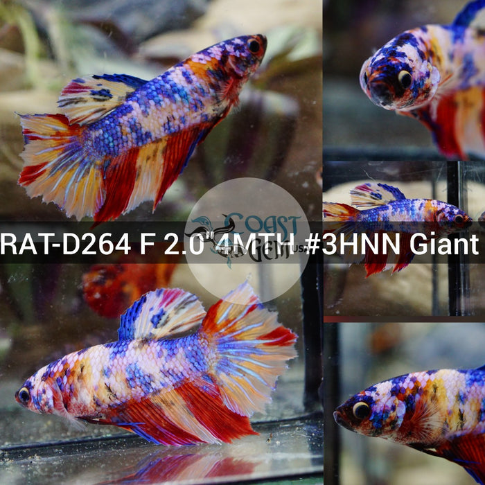 (RAT-D264) Multicolor Avatar Halfmoon Giant Female Betta