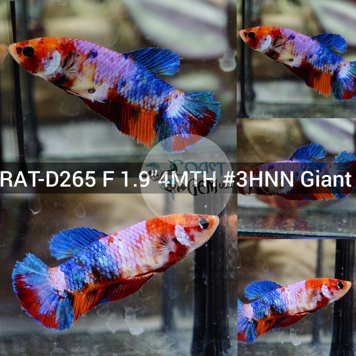 (RAT-D265) Nemo Candy Giant Female Betta