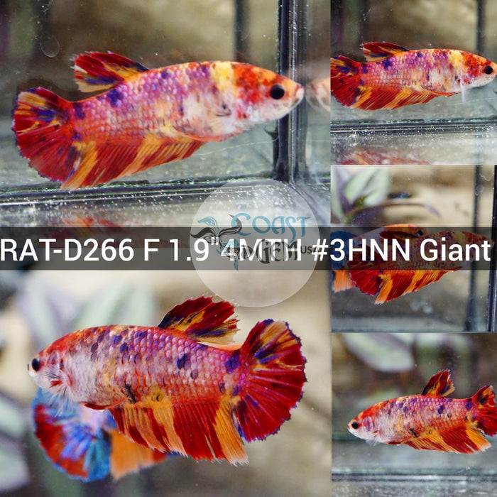 (RAT-D266) Nemo Candy Pink Giant Female Betta