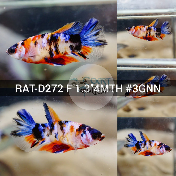 (RAT-D272) Nemo Galaxy Halfmoon Female Betta