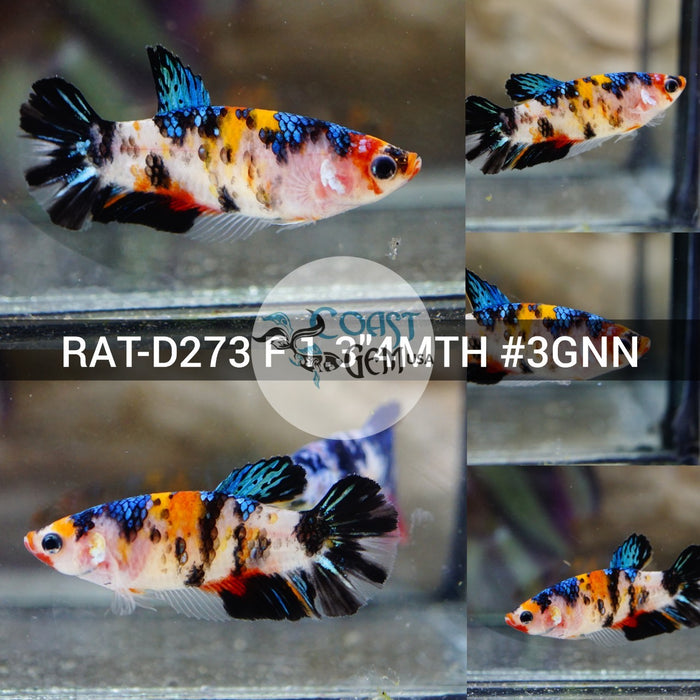 (RAT-D273) Nemo Black Galaxy Halfmoon Female Betta