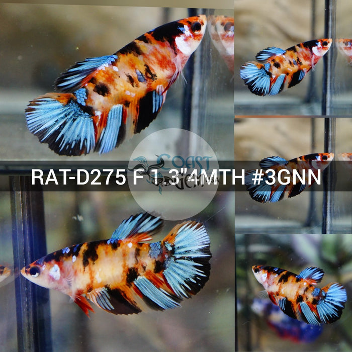 (RAT-D275) Nemo Multicolor Halfmoon Female Betta