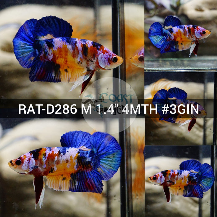 (RAT-D286) Nemo Galaxy Plakat Male Betta